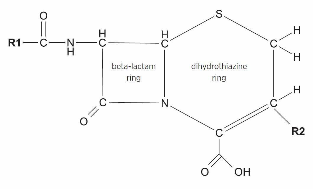 General structure of cephalosporins, showing the four-atom beta-lactam ring which is linked to the six-member dihydrothizaine ring, with side chains at the R1 and R2 location.
